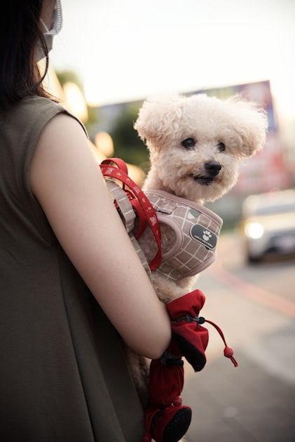 The Importance of Animal Welfare
